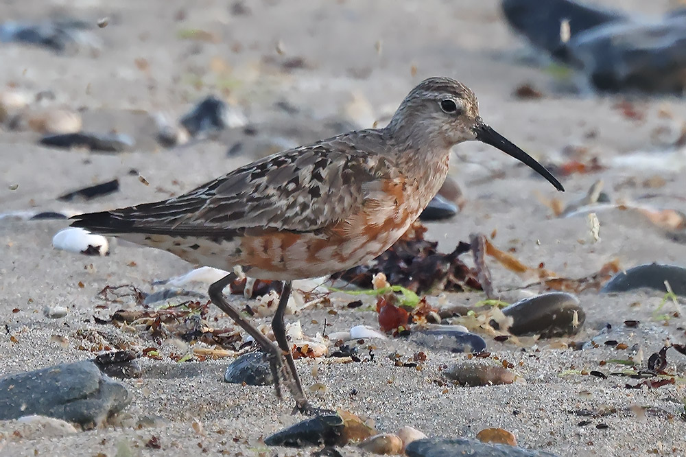 Curlew sandpiper